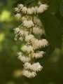 Pterostyrax hispida-3 Styrakowiec japoński